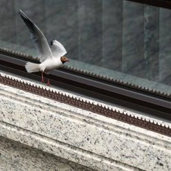 Outlet ❤️ 19.25 in. x 1.75 in. Black Plastic Post Top Outdoor Repellent Wall Defender Fence Spikes for Birds by GARDENISED 🔔 -Cheap Fence Gates Plus Store black gardenised deck post caps qi004402 76 1000