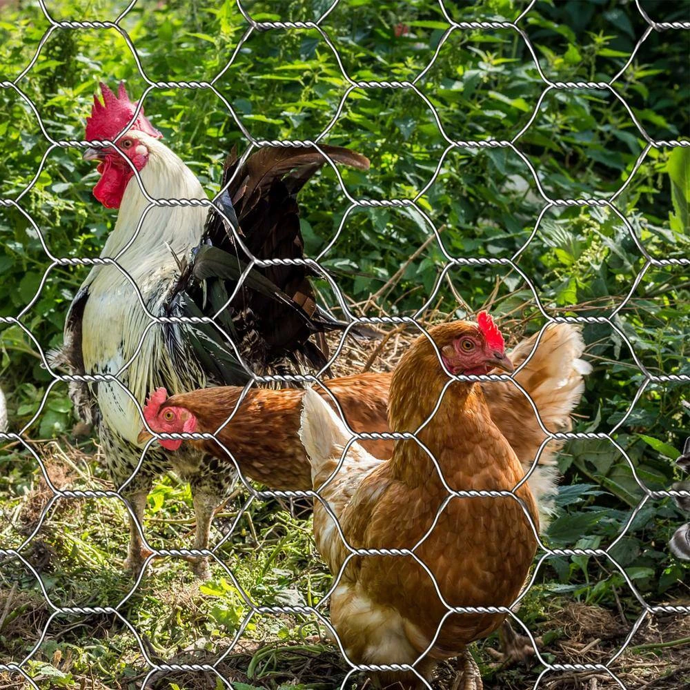 Coupon 🎉 4 ft. x 25 ft. 20-Gauge Galvanized Poultry Netting with 1 in. Mesh by FAR NORTH INTERNATIONAL 🤩 5 Coupon 🎉 4 ft. x 25 ft. 20-Gauge Galvanized Poultry Netting with 1 in. Mesh by FAR NORTH INTERNATIONAL 🤩 - Image 3
