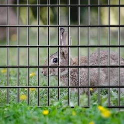 Top 10 ✨ 6 ft. x 50 ft. 12.5-Gauge Galvanized Welded Wire with 2 in. x 4 in. Mesh Size by FAR NORTH INTERNATIONAL ✨ 7 Top 10 ✨ 6 ft. x 50 ft. 12.5-Gauge Galvanized Welded Wire with 2 in. x 4 in. Mesh Size by FAR NORTH INTERNATIONAL ✨ -Cheap Fence Gates Plus Store far north international welded wire fencing w125725024 4f 1000