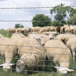 Cheap 😉 1320 ft. 12.5-Gauge Barbless Wire by FARMGARD 💯 8 Cheap 😉 1320 ft. 12.5-Gauge Barbless Wire by FARMGARD 💯 -Cheap Fence Gates Plus Store farmgard barbed wire fencing 317801a 1f 1000