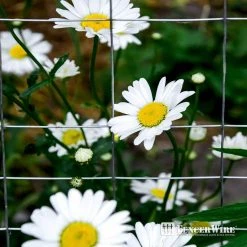 Budget 👍 2 ft. x 50 ft. 16-Gauge Galvanized Rabbit Guard Garden Fence, Welded Wire Fence for Preventing Rabbits & Small Animals by Fencer Wire 🔔 -Cheap Fence Gates Plus Store fencer wire welded wire fencing wrb16 2x50mv hd 1f 1000