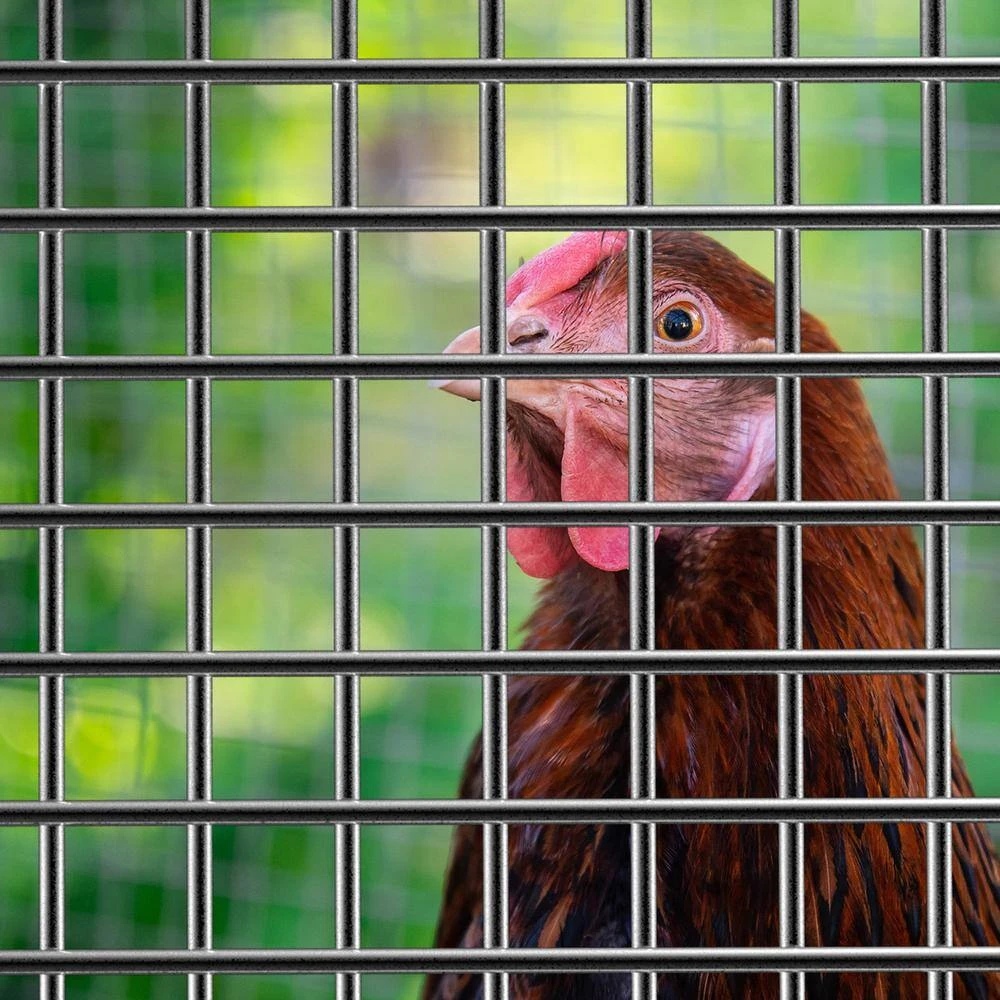 Discount ✔️ 1/2 in. x 4 ft. x 5 ft. 19-Gauge Hardware Cloth by FAR NORTH INTERNATIONAL ❤️ 6 Discount ✔️ 1/2 in. x 4 ft. x 5 ft. 19-Gauge Hardware Cloth by FAR NORTH INTERNATIONAL ❤️ - Image 4