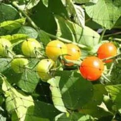 Best Sale ✔️ 100 ft. L x 84 in. H Plastic Netting in Black with 3/4 in. x 3/4 in. Mesh Size Garden Fence by PEAK ✔️ -Cheap Fence Gates Plus Store peak hardware cloth fencing 3434 c3 1000