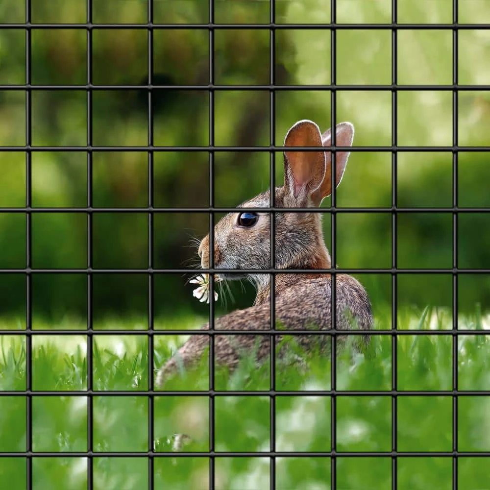 Deals ๐ 2 ft. x 100 ft. 16-Gauge Black PVC ๐ Coated Welded Wire with 1-1/2 in. x 1-1/2 in. Mesh Size by Far North International โ๏ธ 5 Deals ๐ 2 ft. x 100 ft. 16-Gauge Black PVC ๐ Coated Welded Wire with 1-1/2 in. x 1-1/2 in. Mesh Size by Far North International โ๏ธ - Image 3