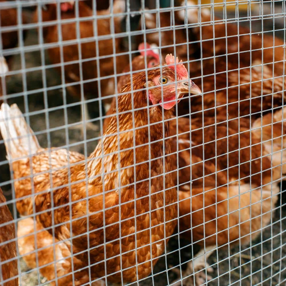 Best Pirce ๐ฅฐ 1/2 in. x 4 ft. x 50 ft. Hardware Cloth : 19-Gauge Wire Mesh Fence : Chicken Wire, Rabbit Cage : Garden & Plant Support by Yard Elements โจ 9 Best Pirce ๐ฅฐ 1/2 in. x 4 ft. x 50 ft. Hardware Cloth : 19-Gauge Wire Mesh Fence : Chicken Wire, Rabbit Cage : Garden & Plant Support by Yard Elements โจ - Image 7