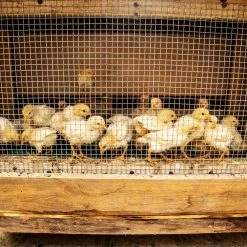 Buy 🔔 1/2 in. x 4 ft. x 100 ft. Hardware Cloth : 19-Gauge Wire Mesh Fence : Chicken Wire, Rabbit Cage : Garden & Plant Support by Yard Elements 👏 -Cheap Fence Gates Plus Store yard elements hardware cloth fencing 03 1002 fa 1000